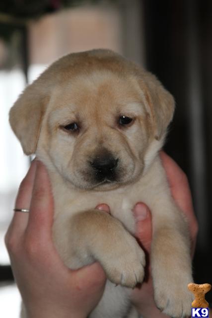 labrador retriever puppy posted by Glory View Labradors